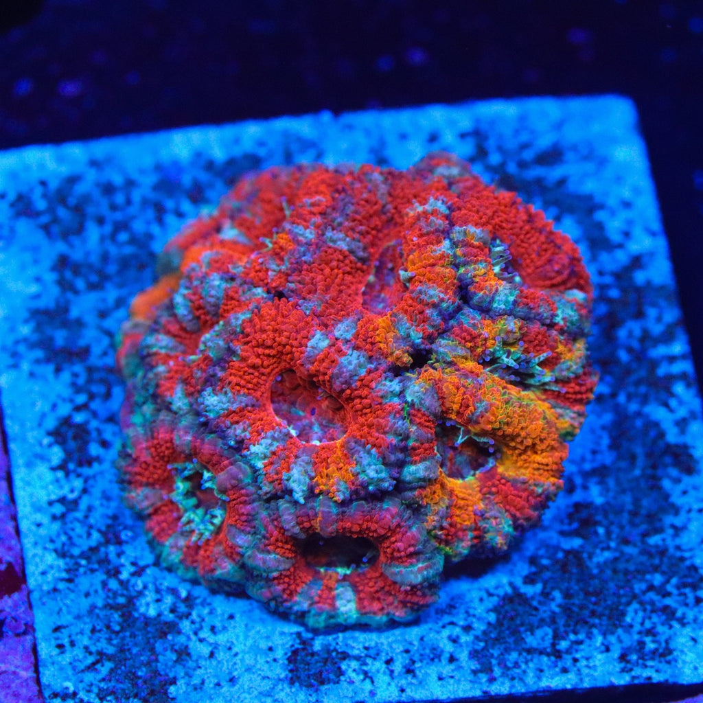 GB Jawbreaker Acan