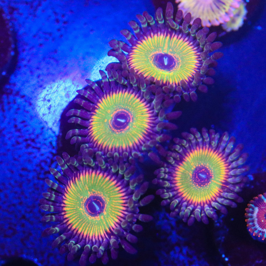 ASD Hyper Jubilee Zoanthid