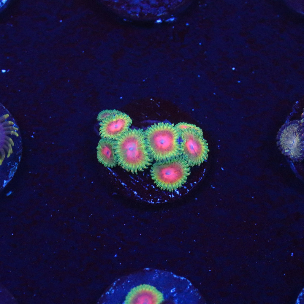 JF Awesome Blossom Zoanthid