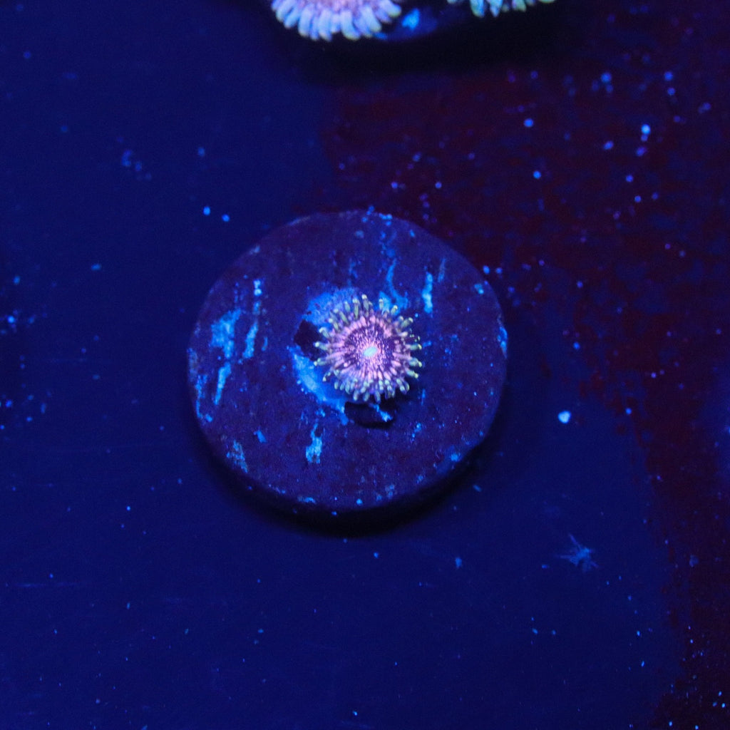 Gizmo Zoanthid