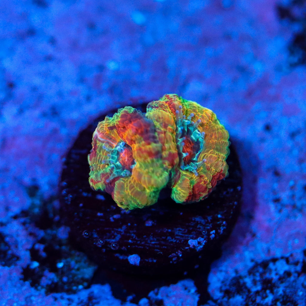 GB Jawbreaker Acan