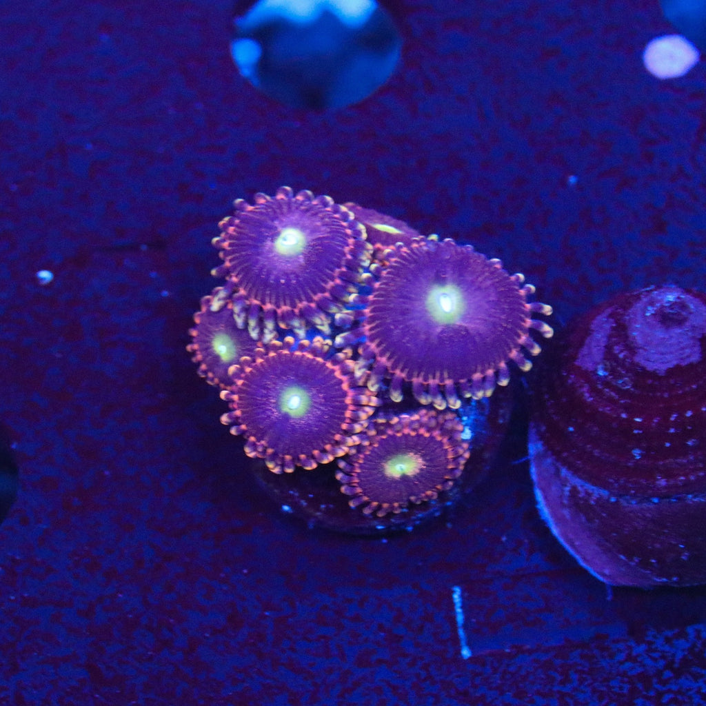 CK Bozo Birthday Zoanthid