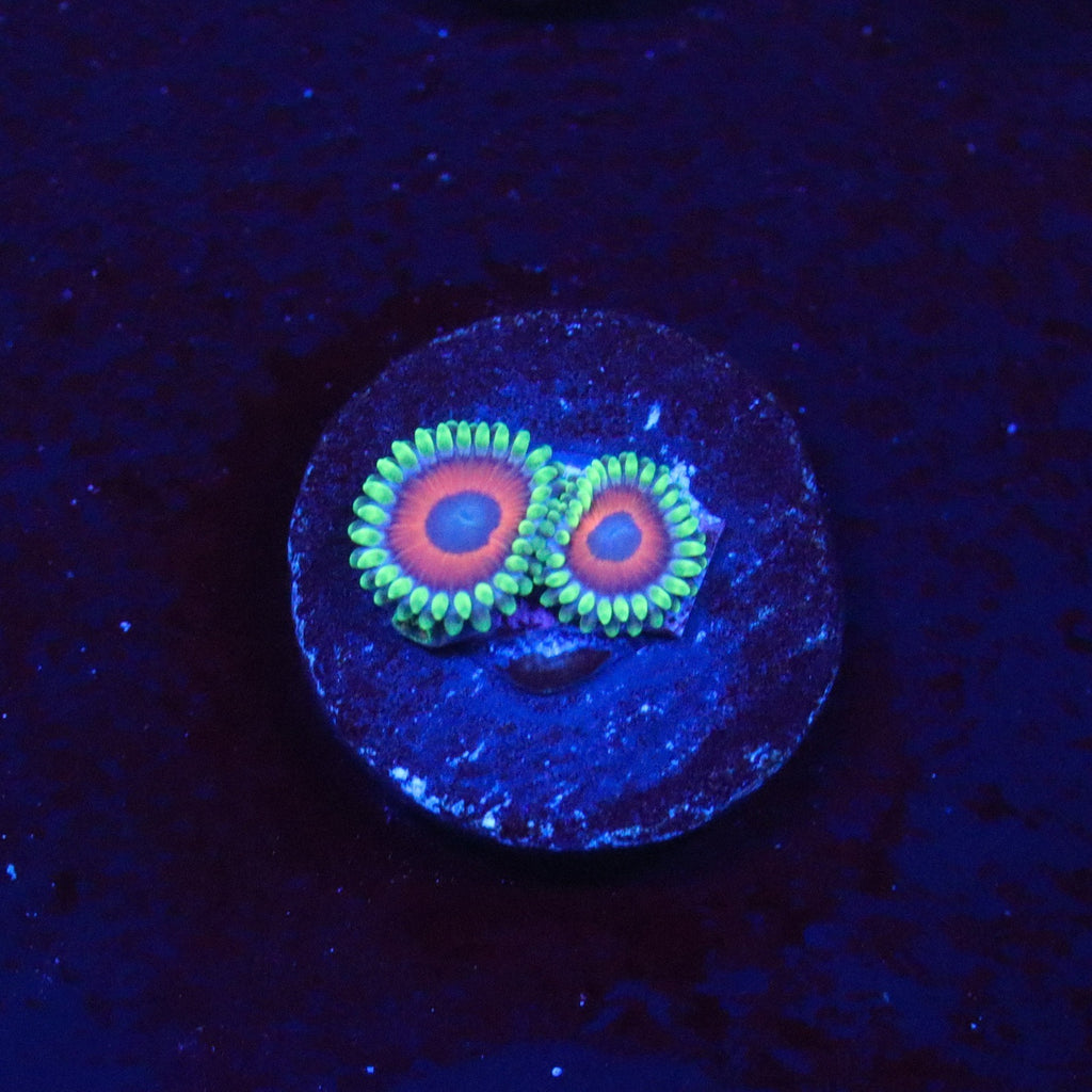 Eagle Eye Zoanthid
