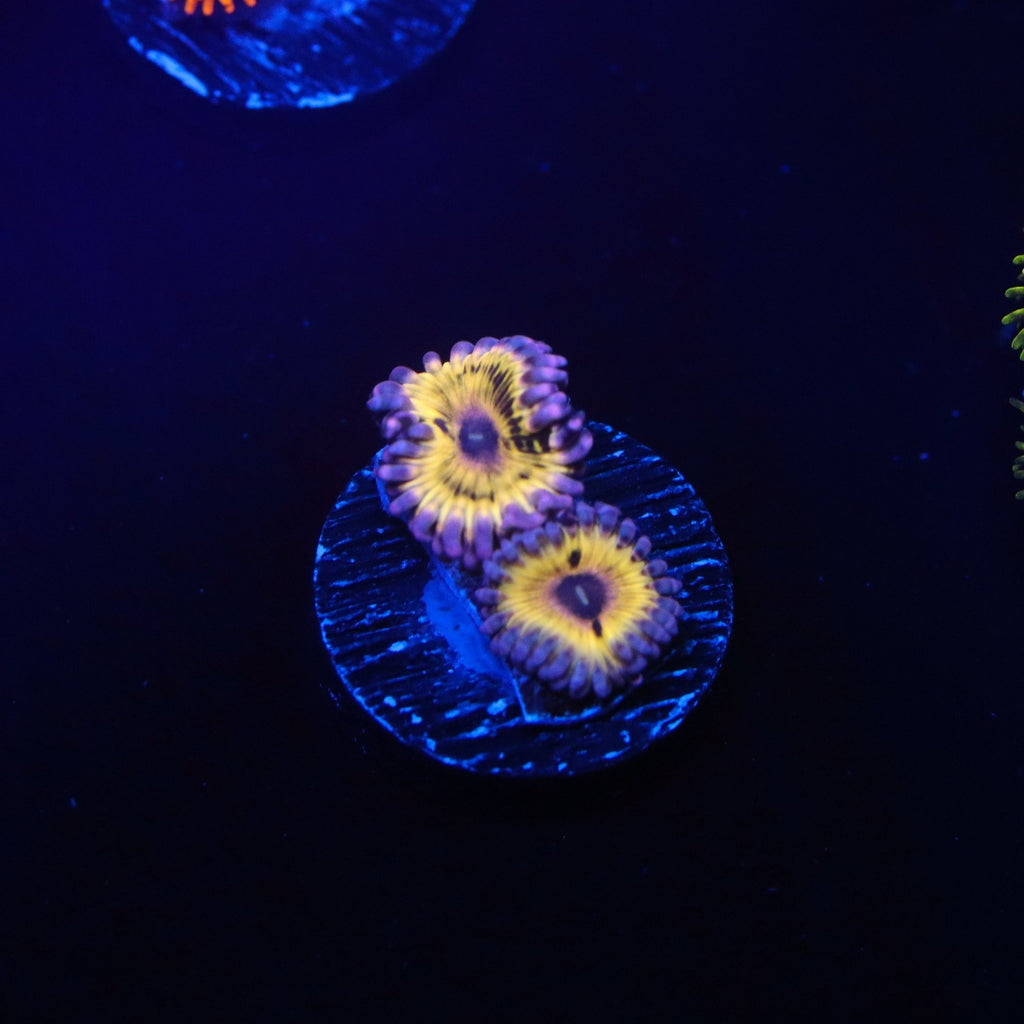 Stratocaster Zoanthid