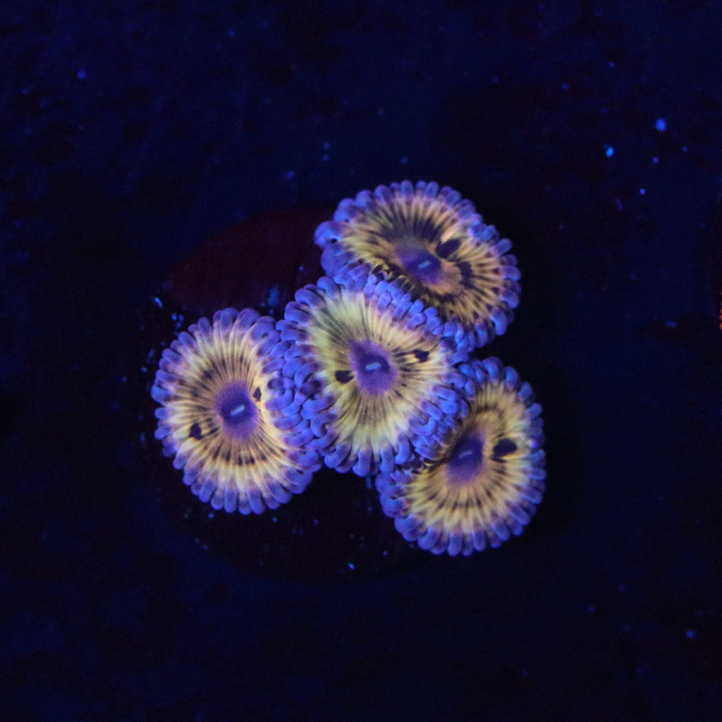 Stratocaster Zoanthid