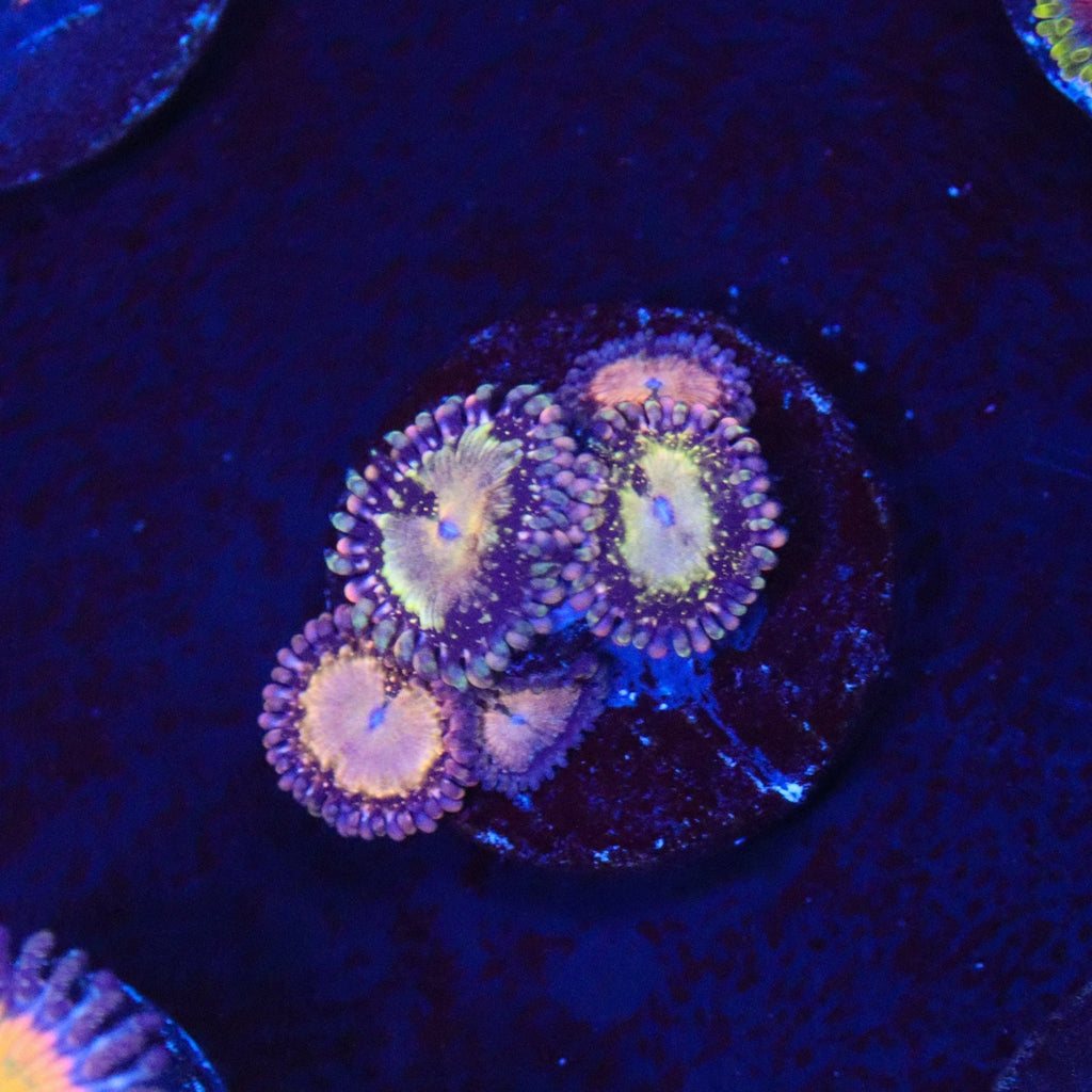 TSA Space Leopard Zoanthid