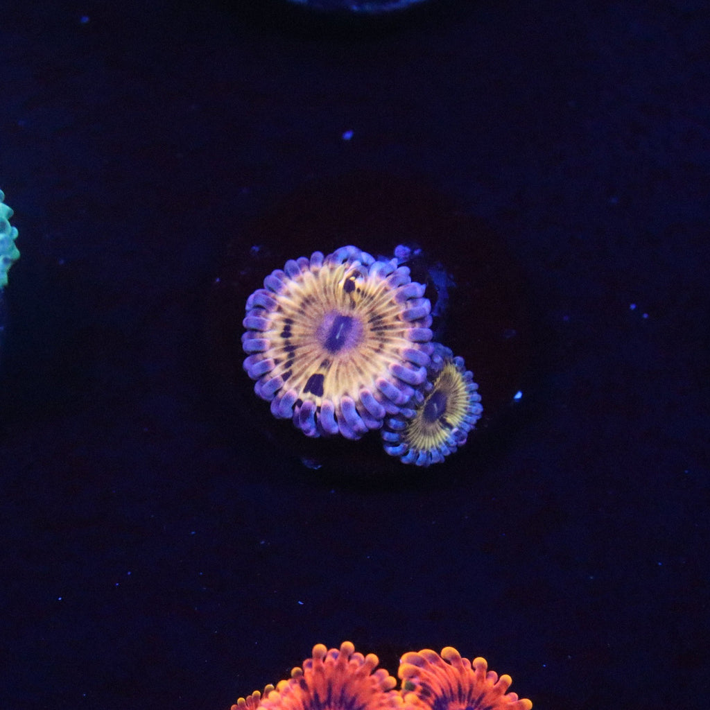 Stratocaster Zoanthid