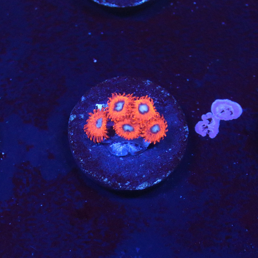 Charmander Zoanthid
