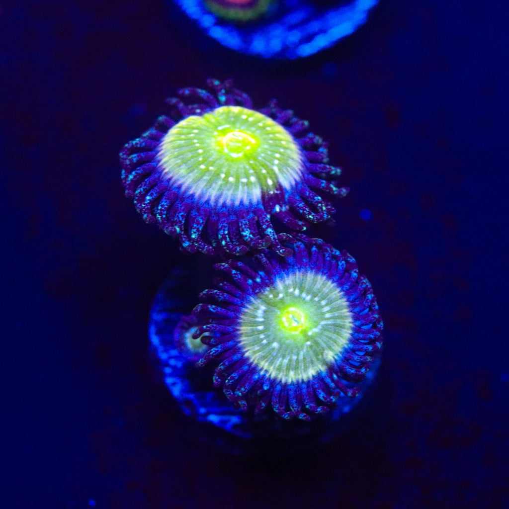 TSA Frozen Apple Zoanthid