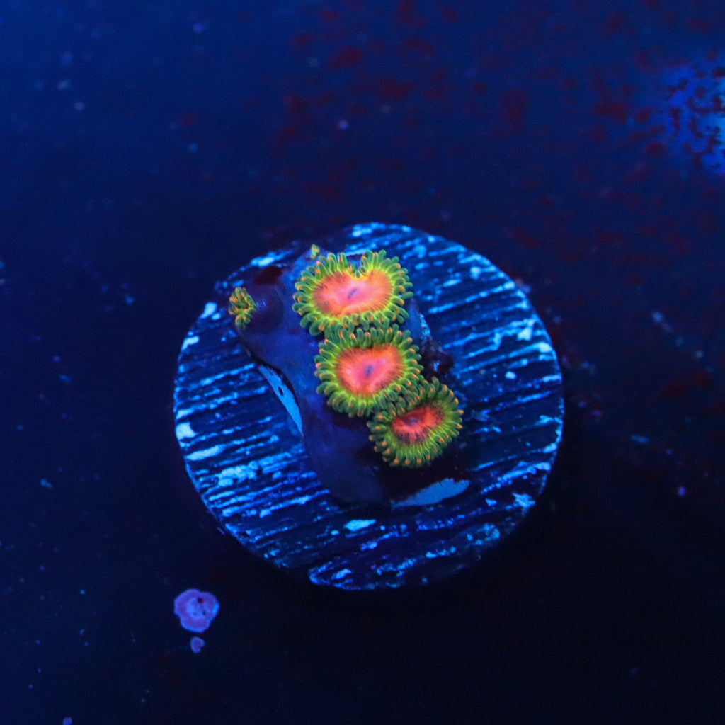 JF Awesome Blossom Zoa