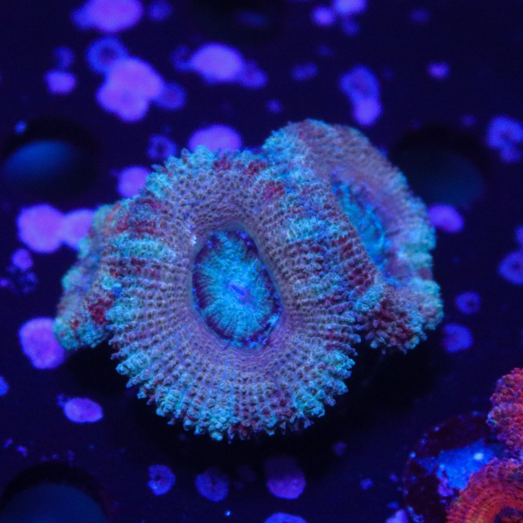 Acan Triple
