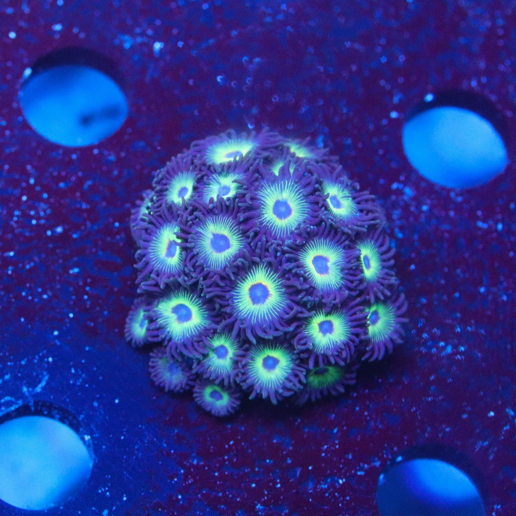 Bob Marley Zoa Colony