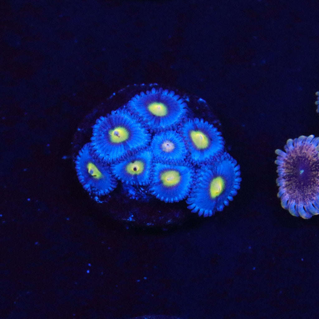 WWC AOI Zoanthid