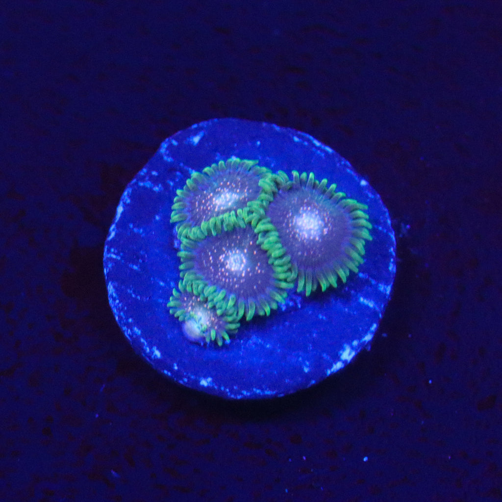 Cosmic Combustion Zoanthid