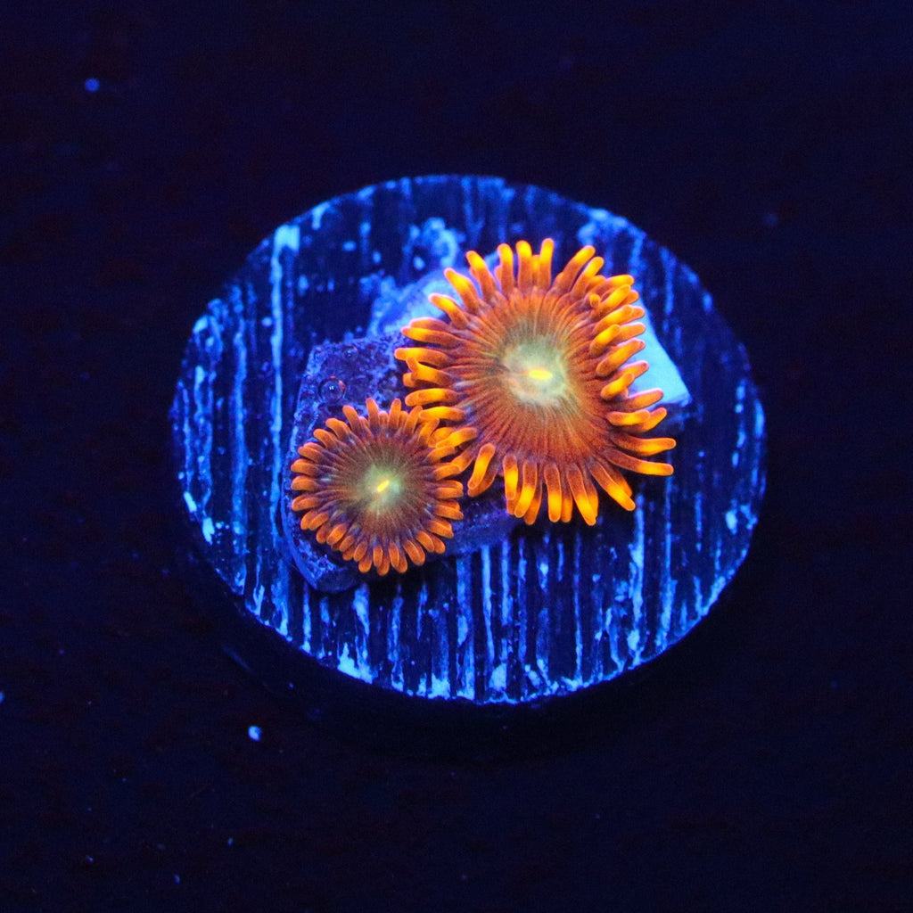ACI The Lorax Zoanthid