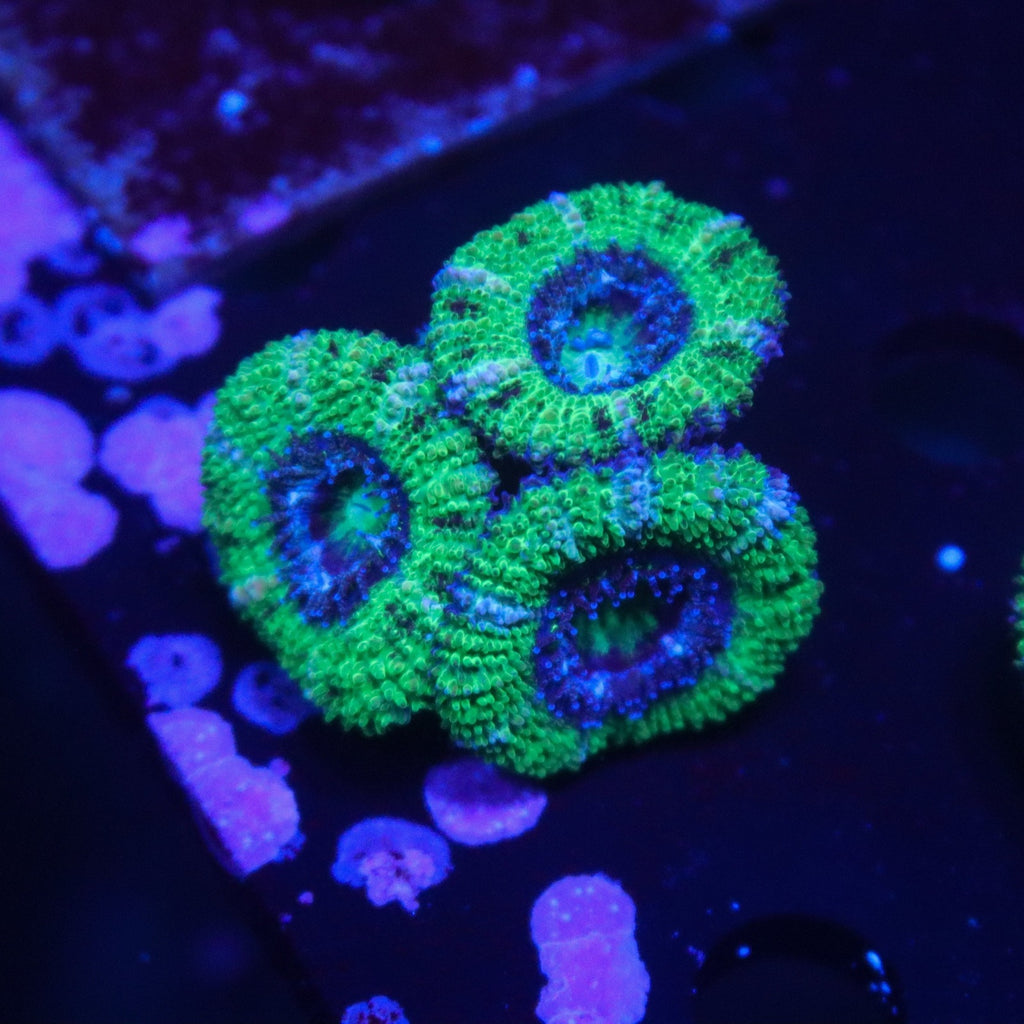 Acan Triple