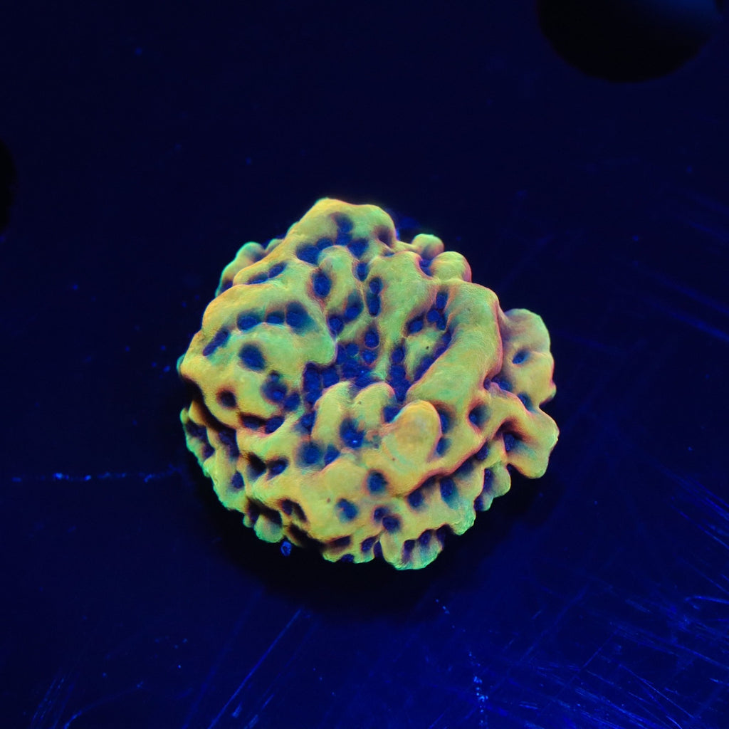 Crazy T Montipora