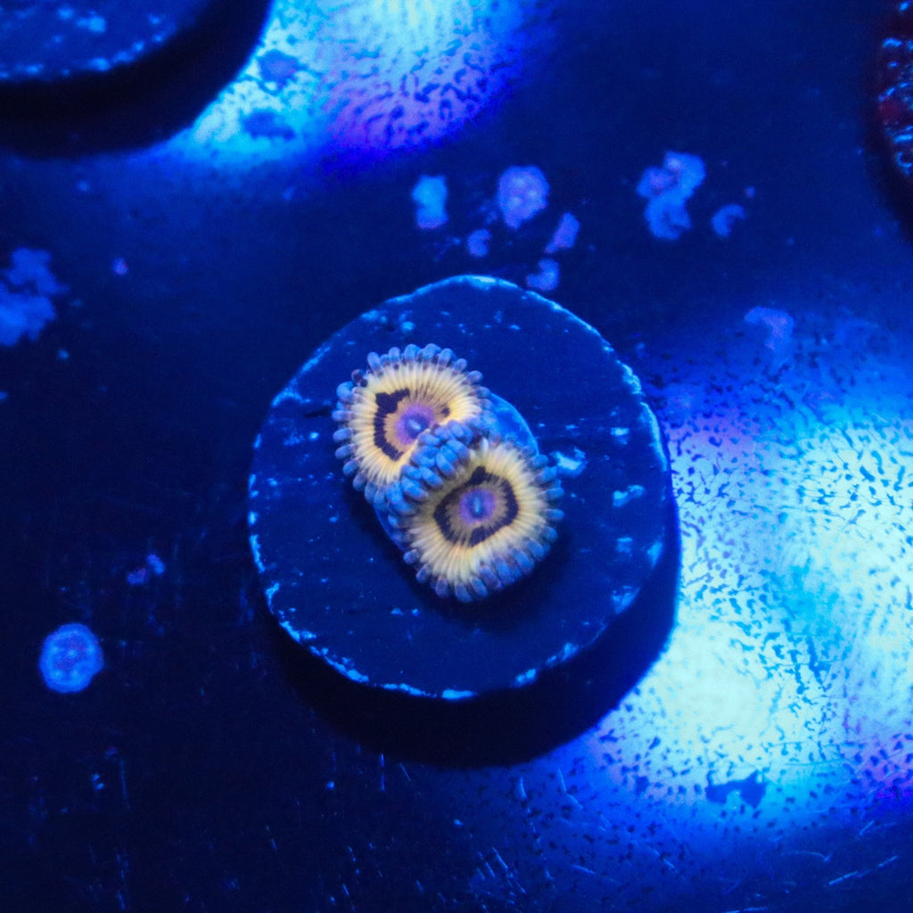 Stratocaster Zoanthid
