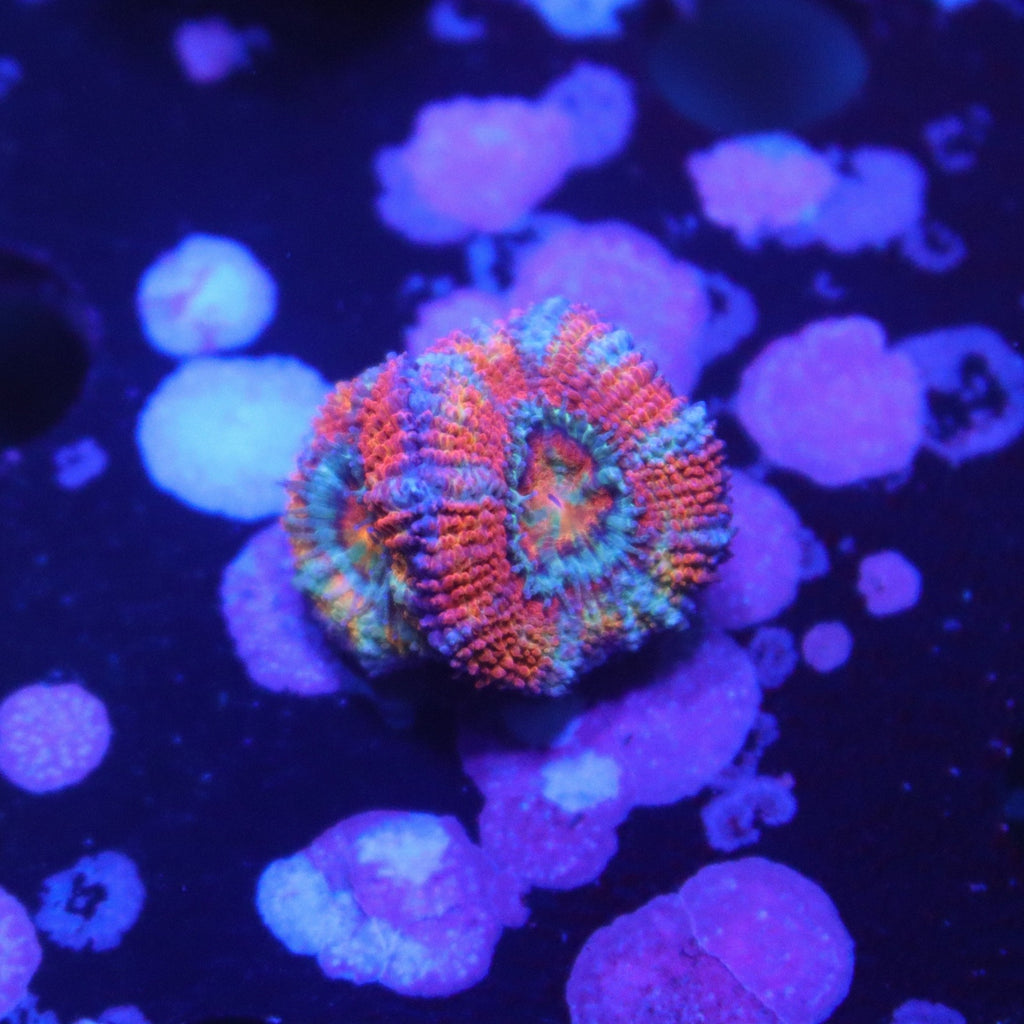 Ultra Rainbow Acan