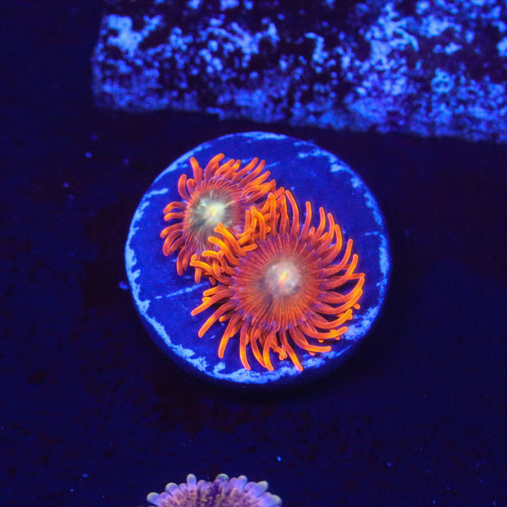 ACI The Lorax Zoanthid