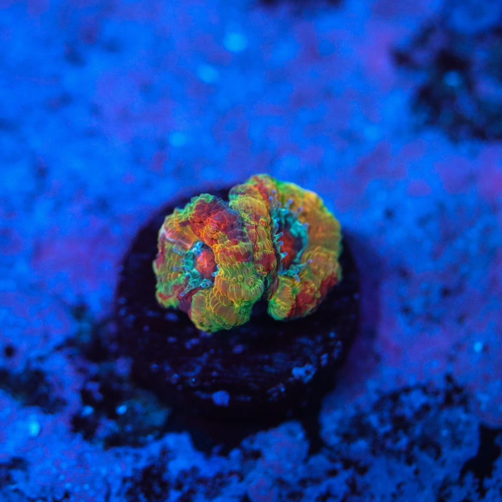 GB Jawbreaker Acan