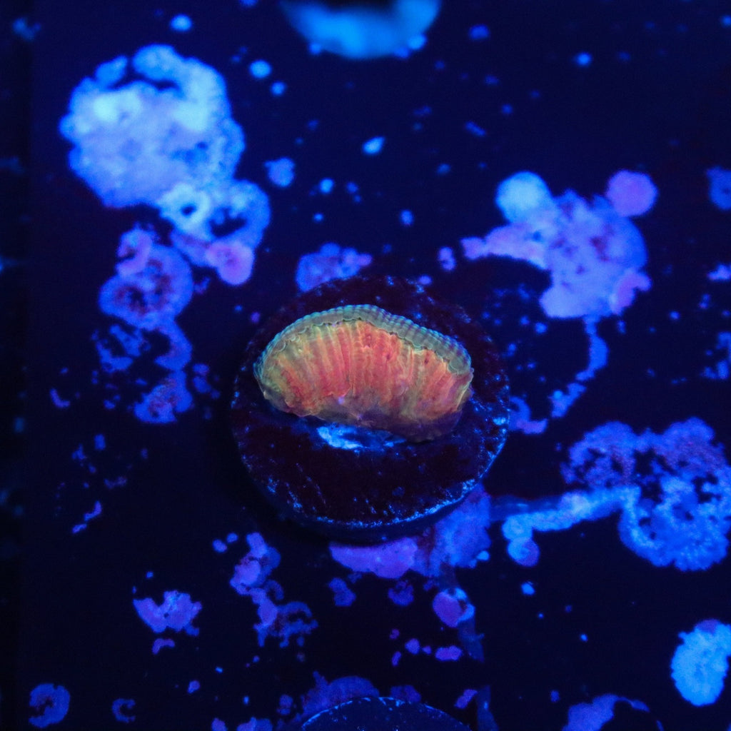 WWC Diablo Diaseris Plate