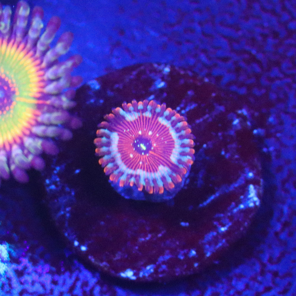 Seduction Zoanthid