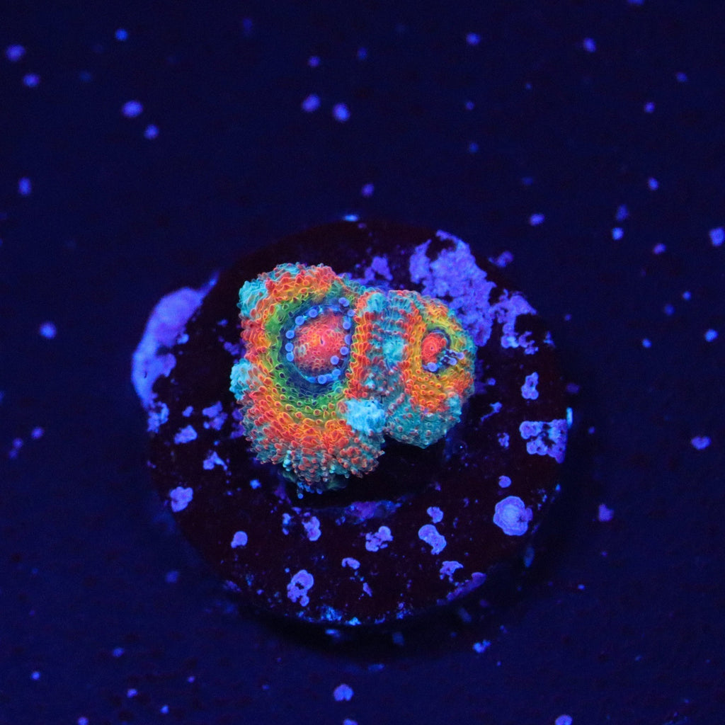 ECC Rainbow Road Micromussa