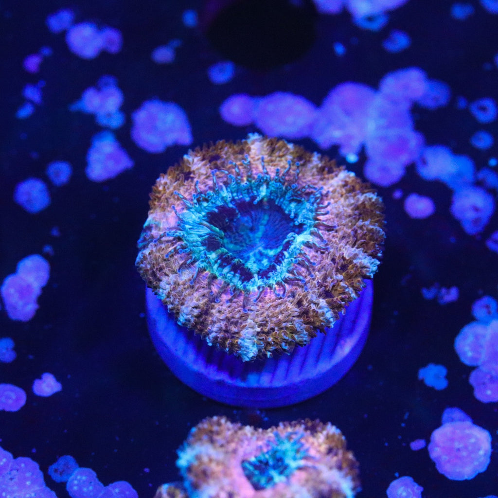 Rusty Rainbow Acan