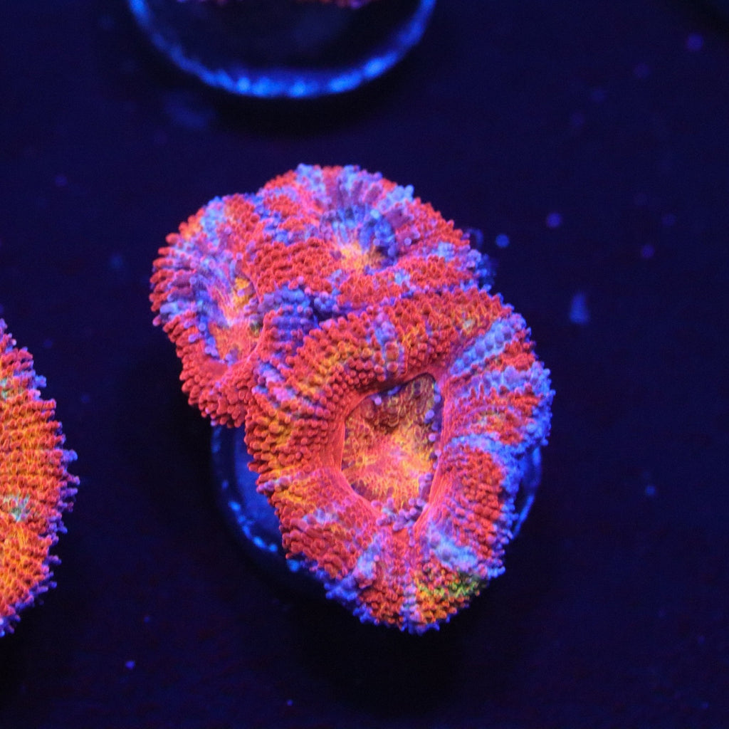 Rainbow Acan