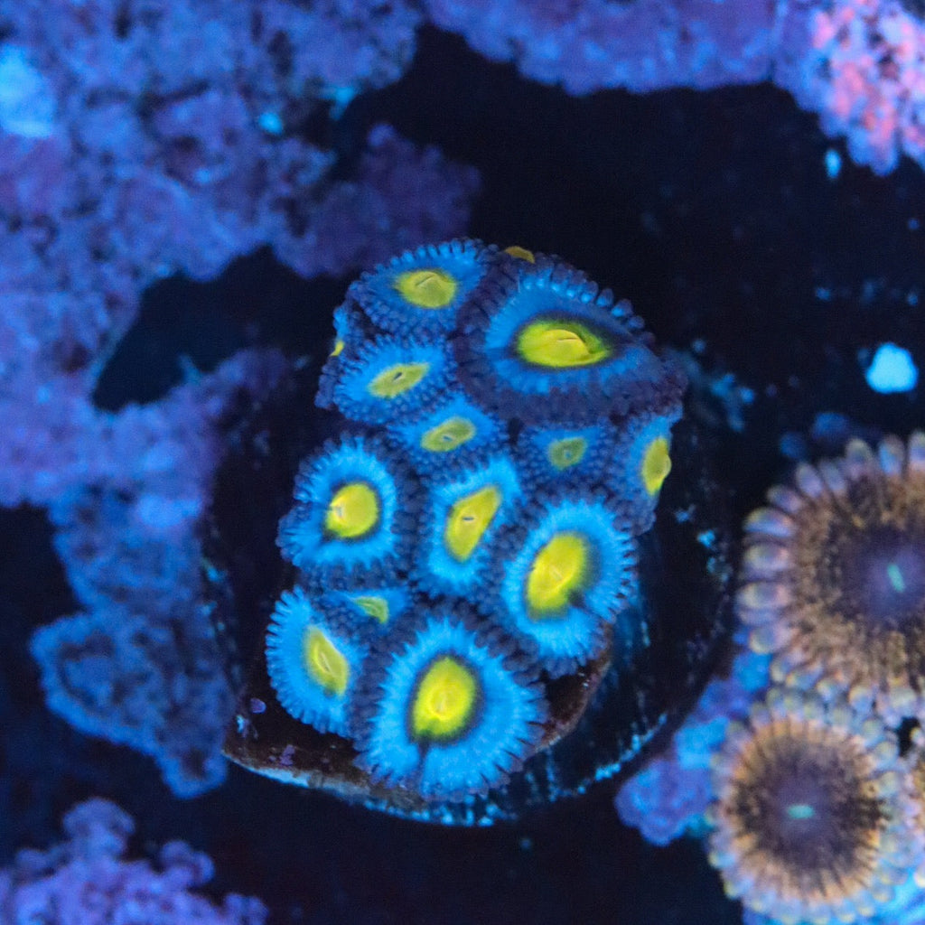 Fresh Picks – GrowHouse Aquatics