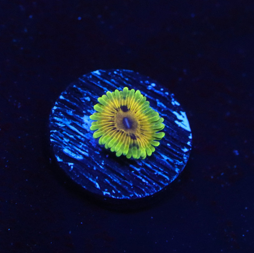 KDR Big Bird & Kermit Zoanthid