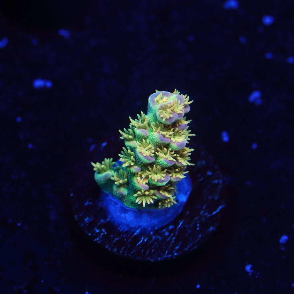 Big R Walt Disney World Acropora