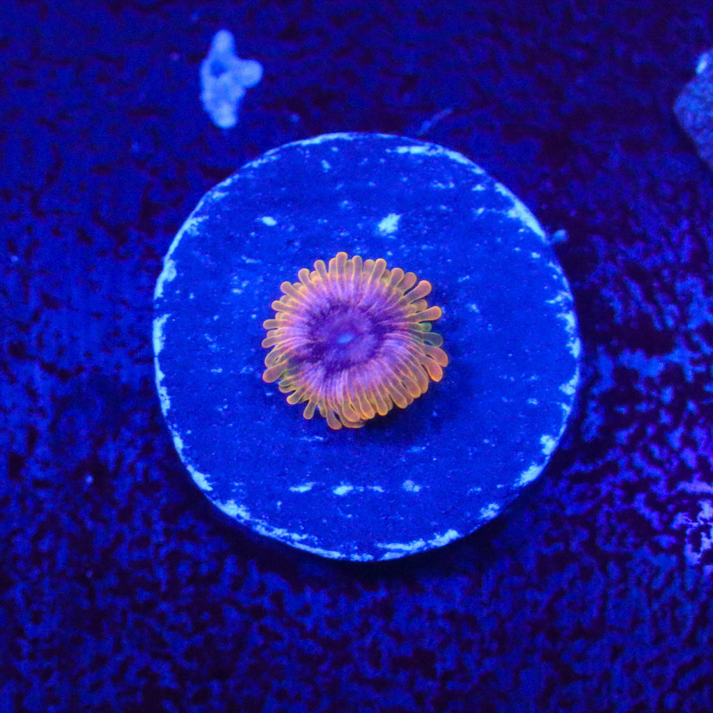 JF Acid Reflux Zoanthid