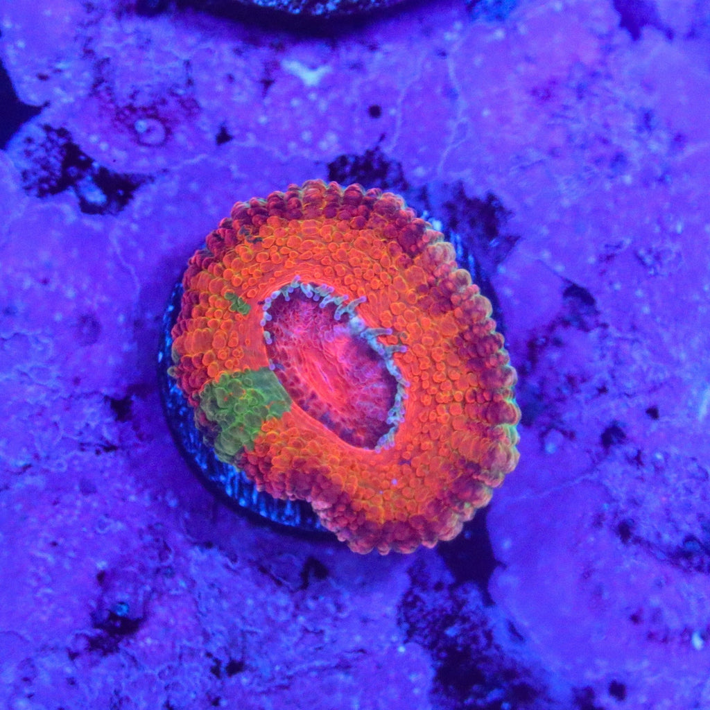 BSA Jawbreaker Acan