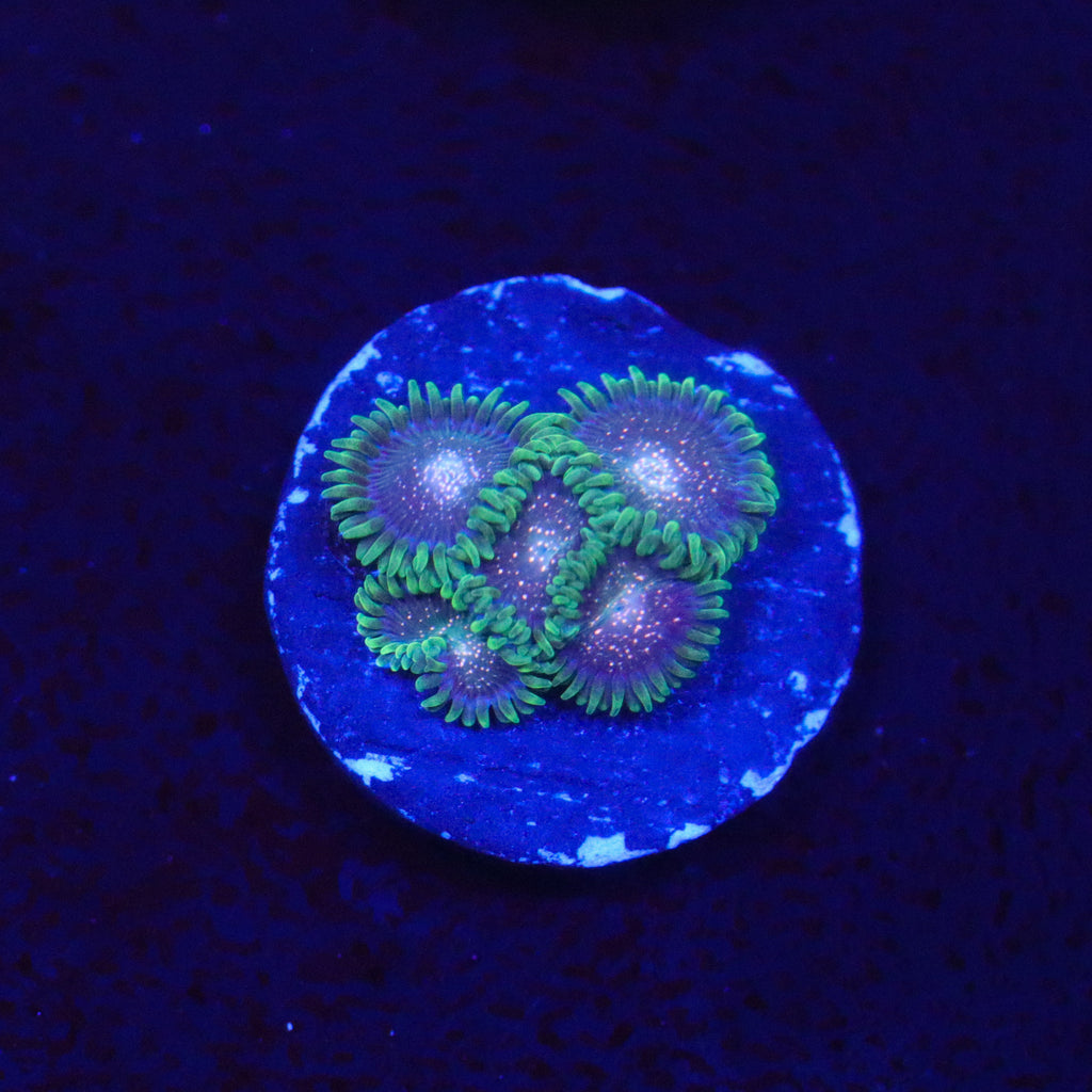 Cosmic Combustion Zoanthid