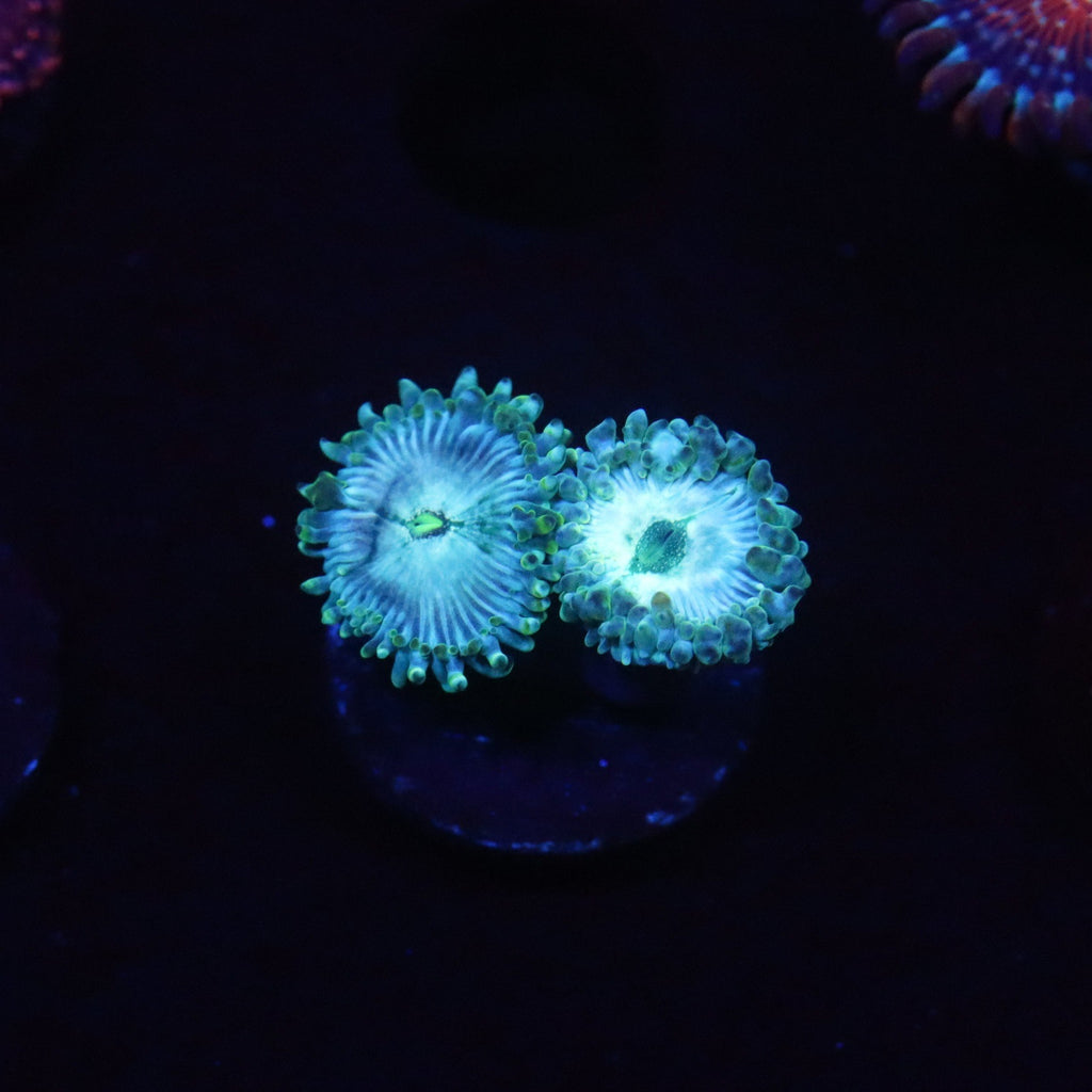 Hawaiian Ding Dang Zoanthid