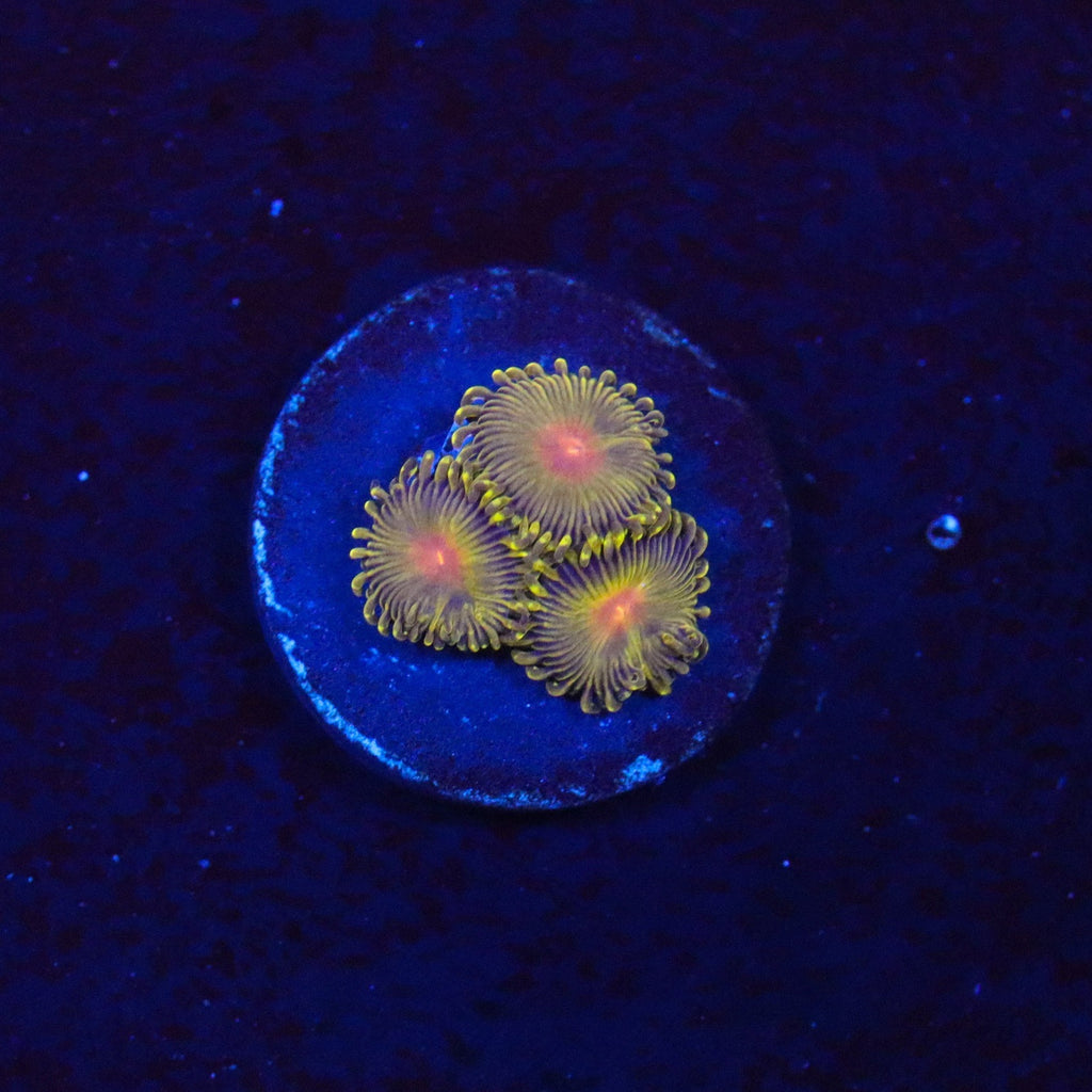 WWC Golden Gods Zoanthid