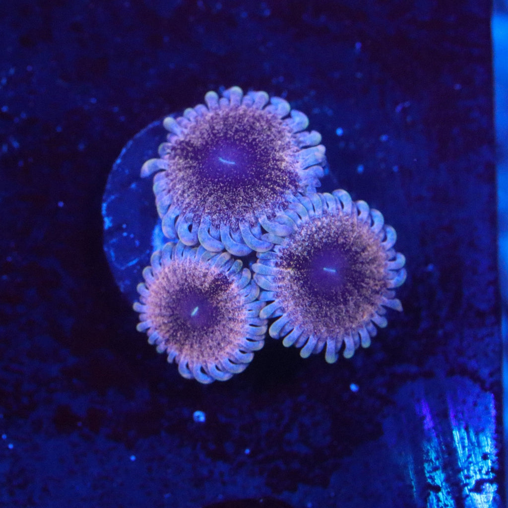 Solar Circus Zoanthid