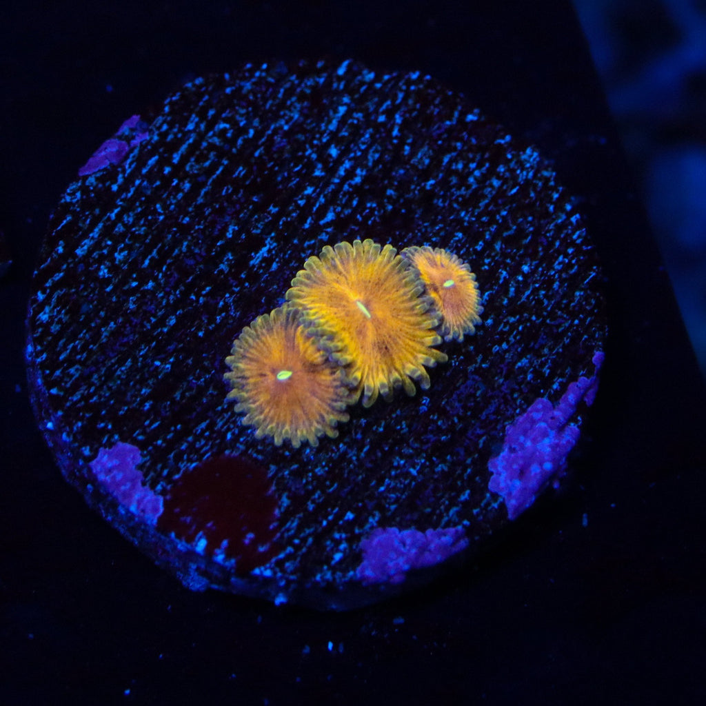 OG Scarface Zoanthids