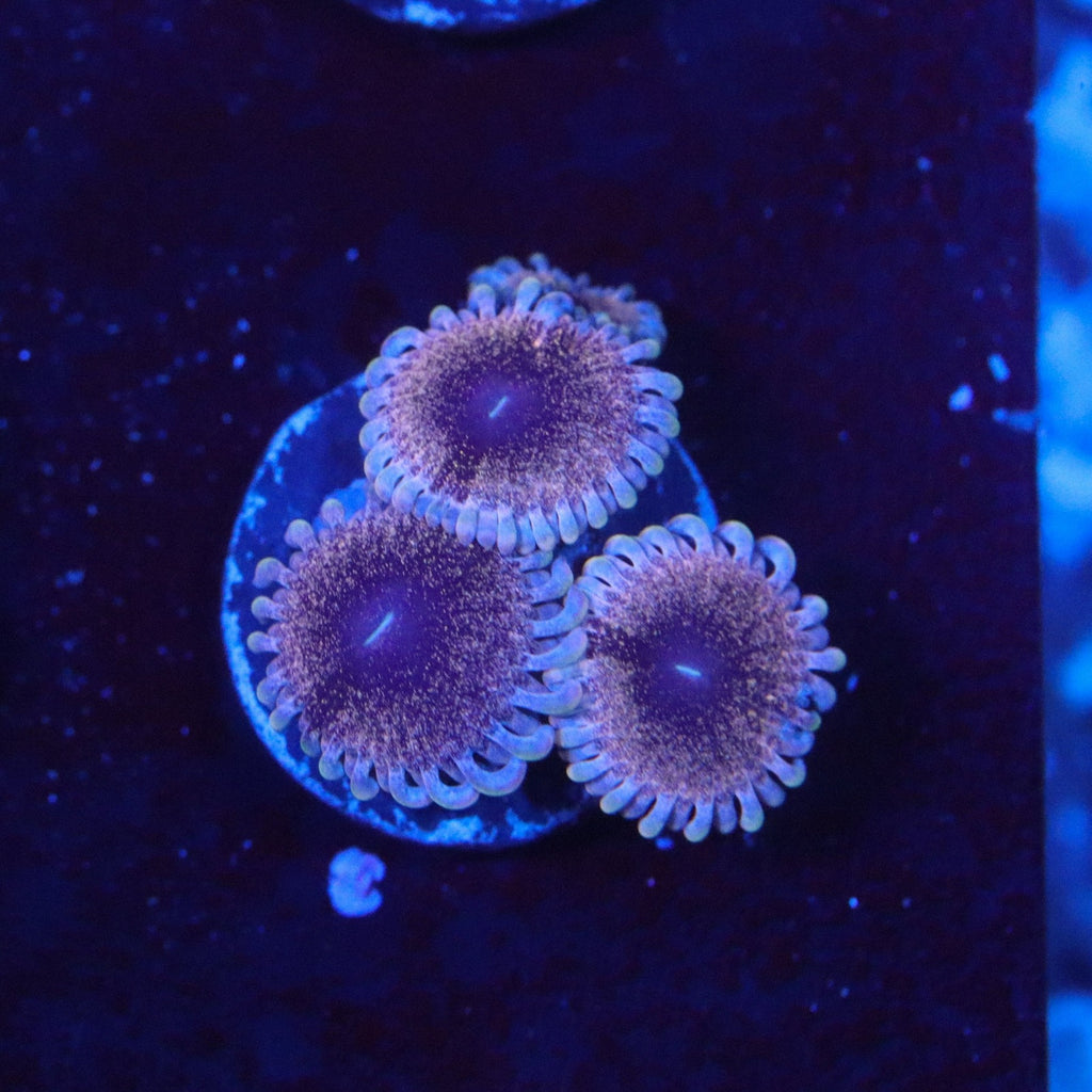 Solar Circus Zoanthid