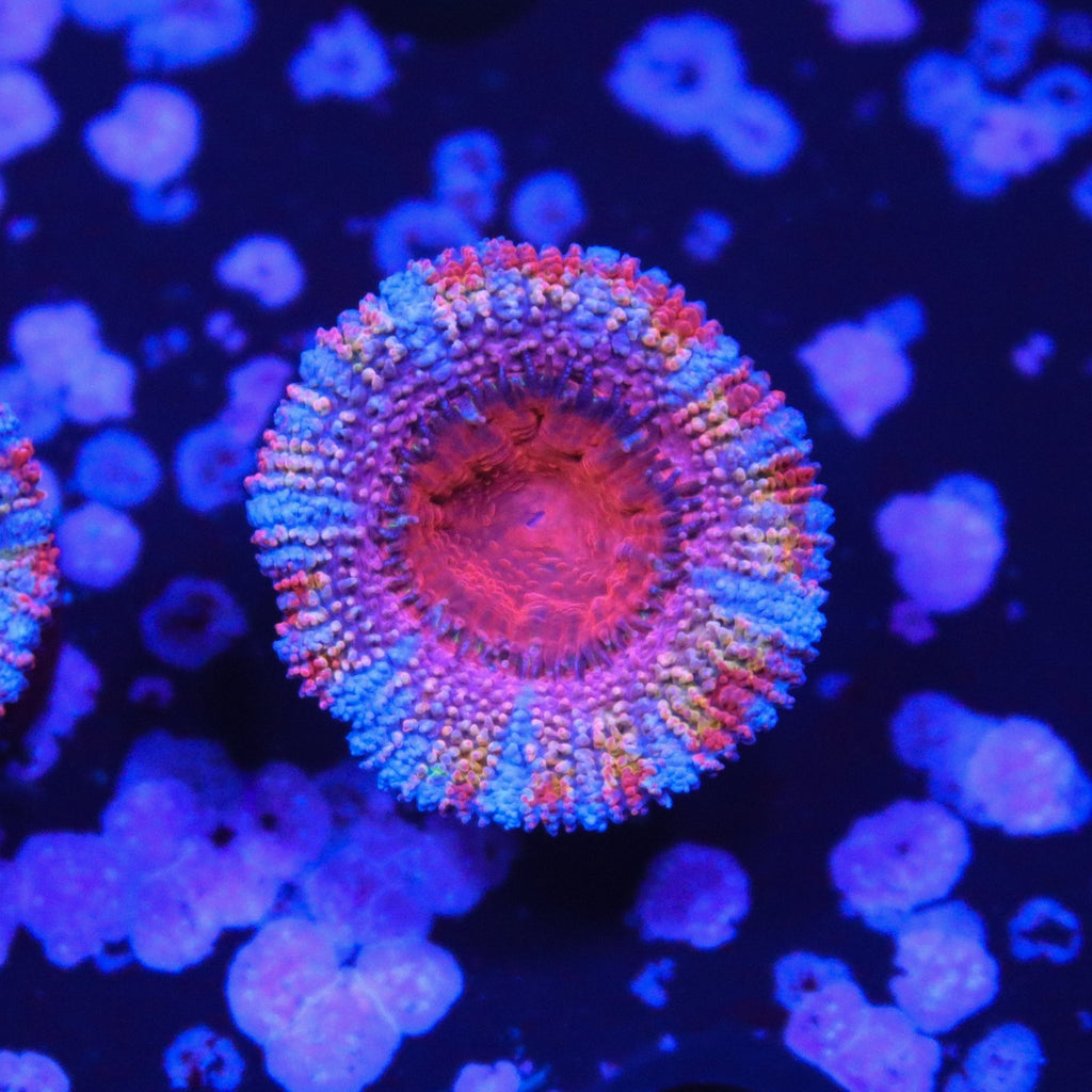 Ultra Rainbow Acan