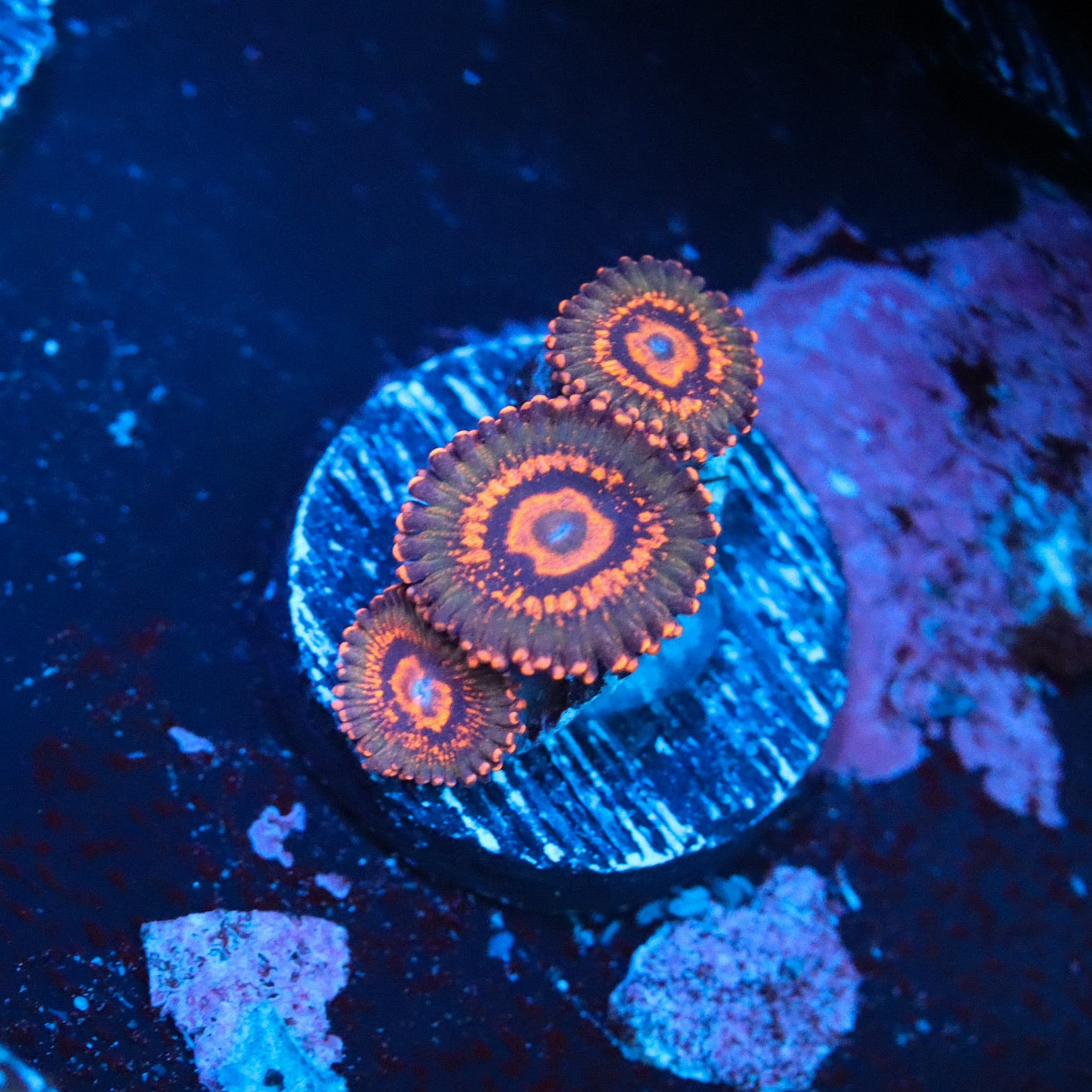 JF Azzkrak Zoa – GrowHouse Aquatics
