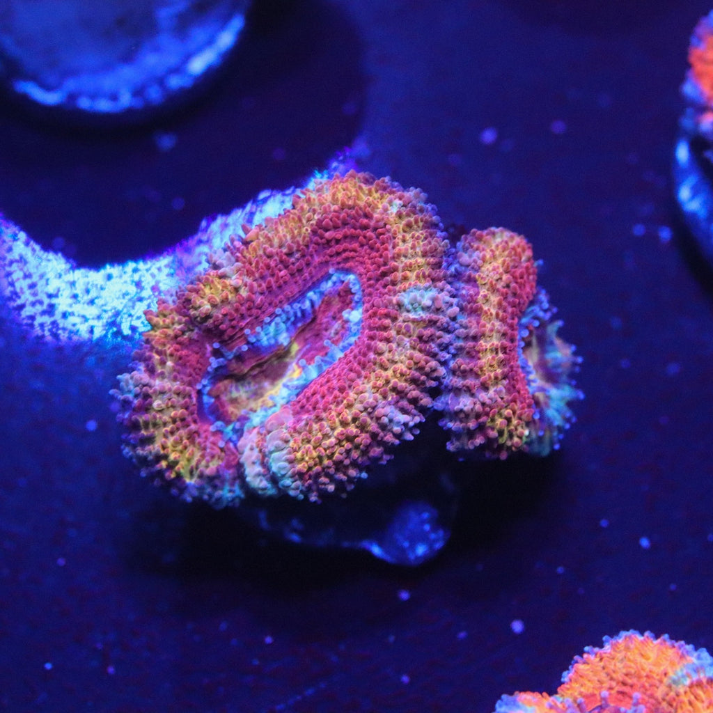 Rainbow Acan