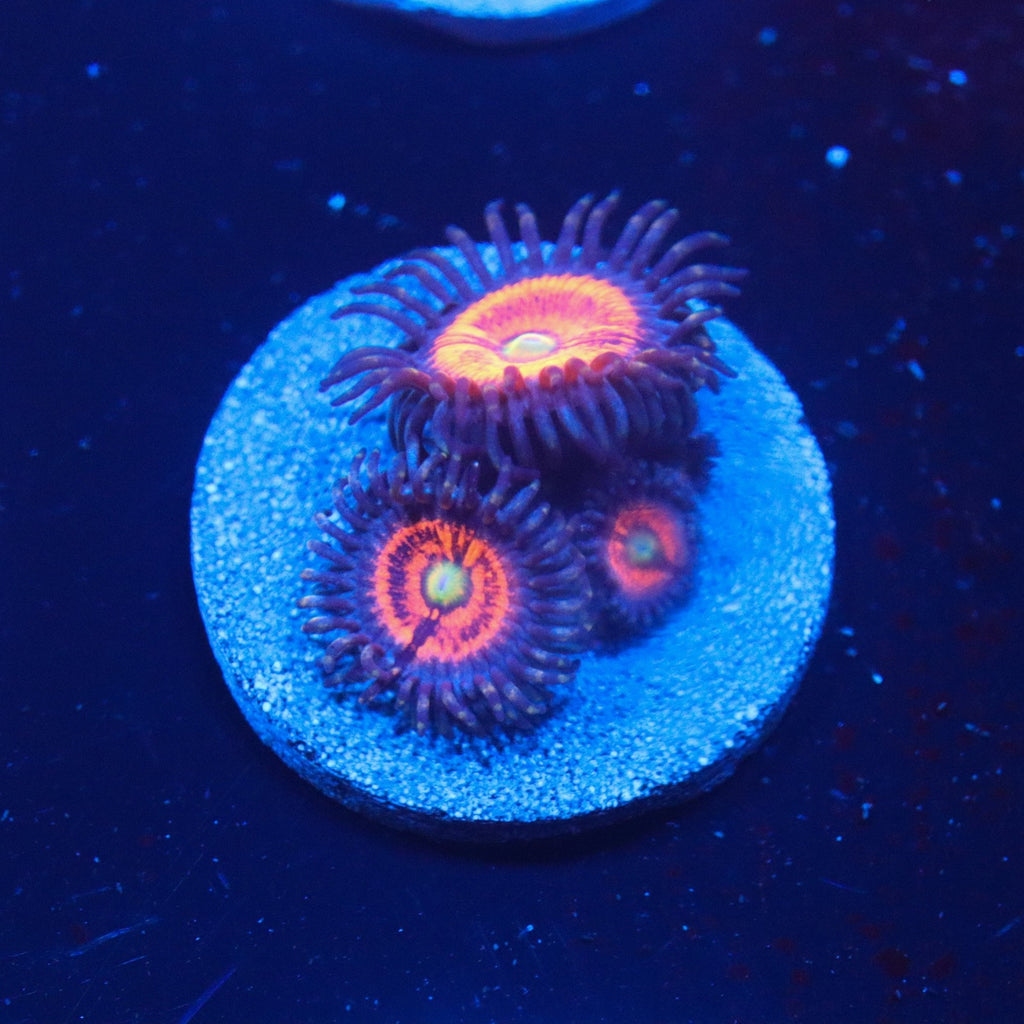 Gobstopper Zoanthid