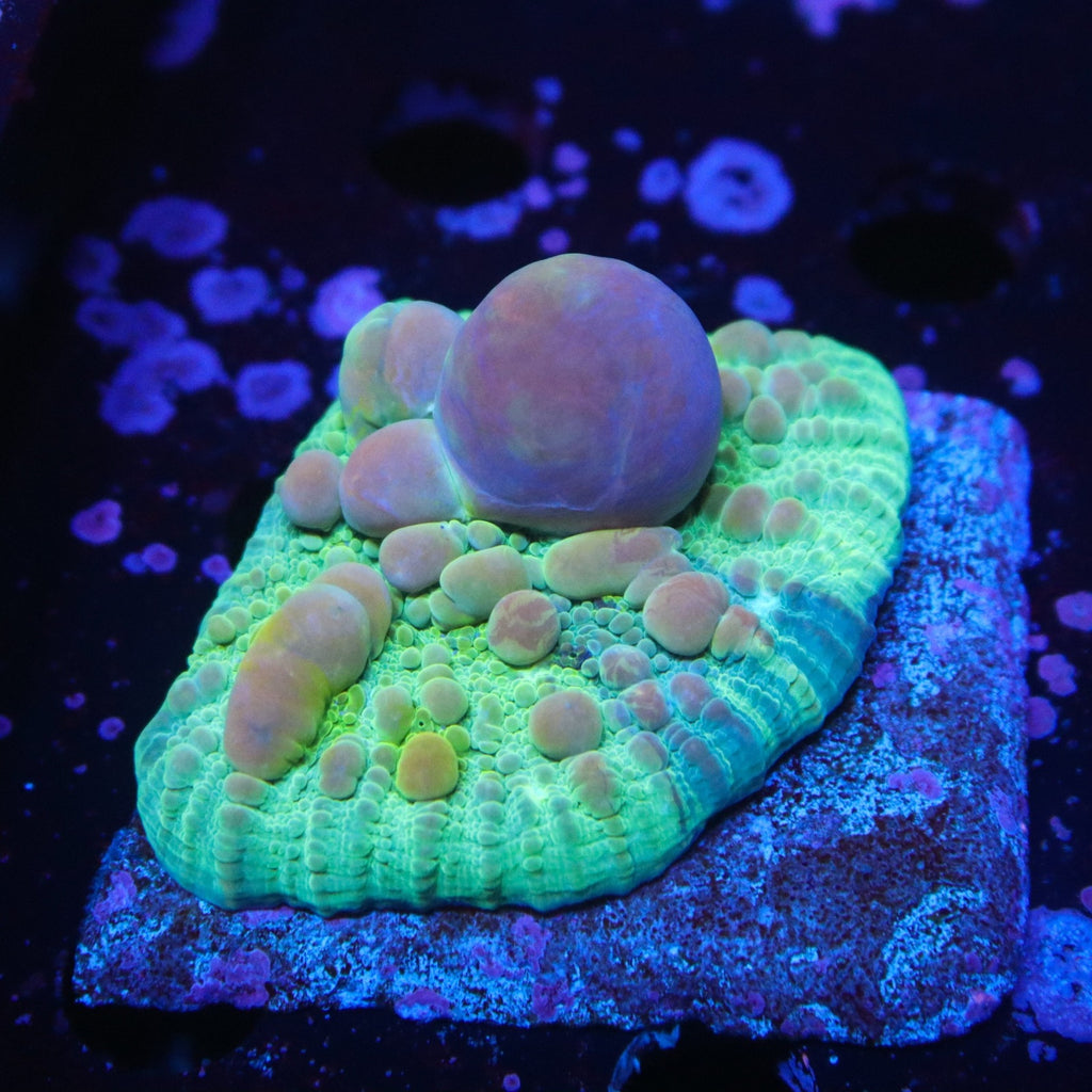WWC Cosmic Candy Chalice
