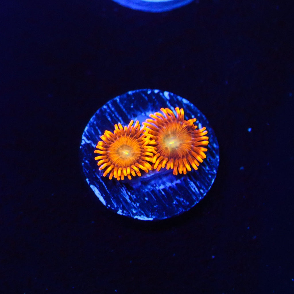 ACI The Lorax Zoanthid