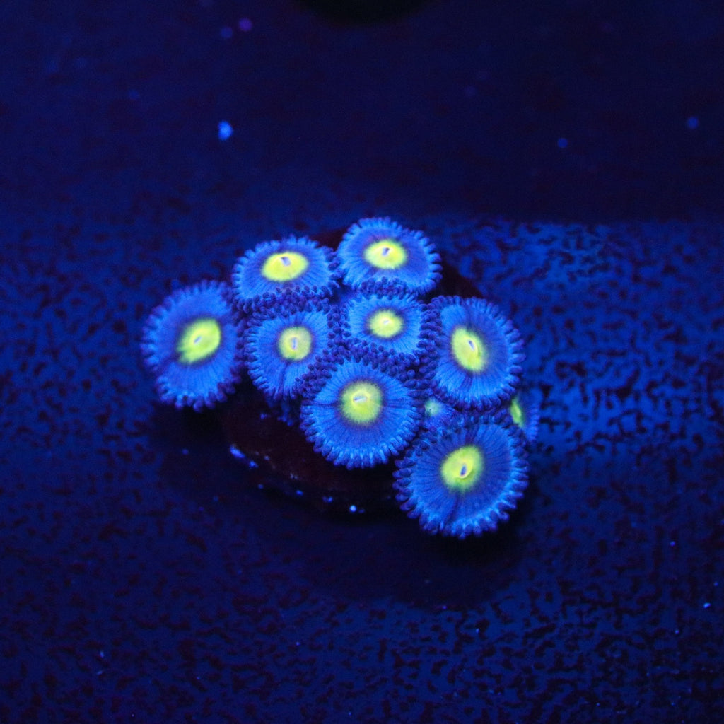 WWC AOI Zoanthids