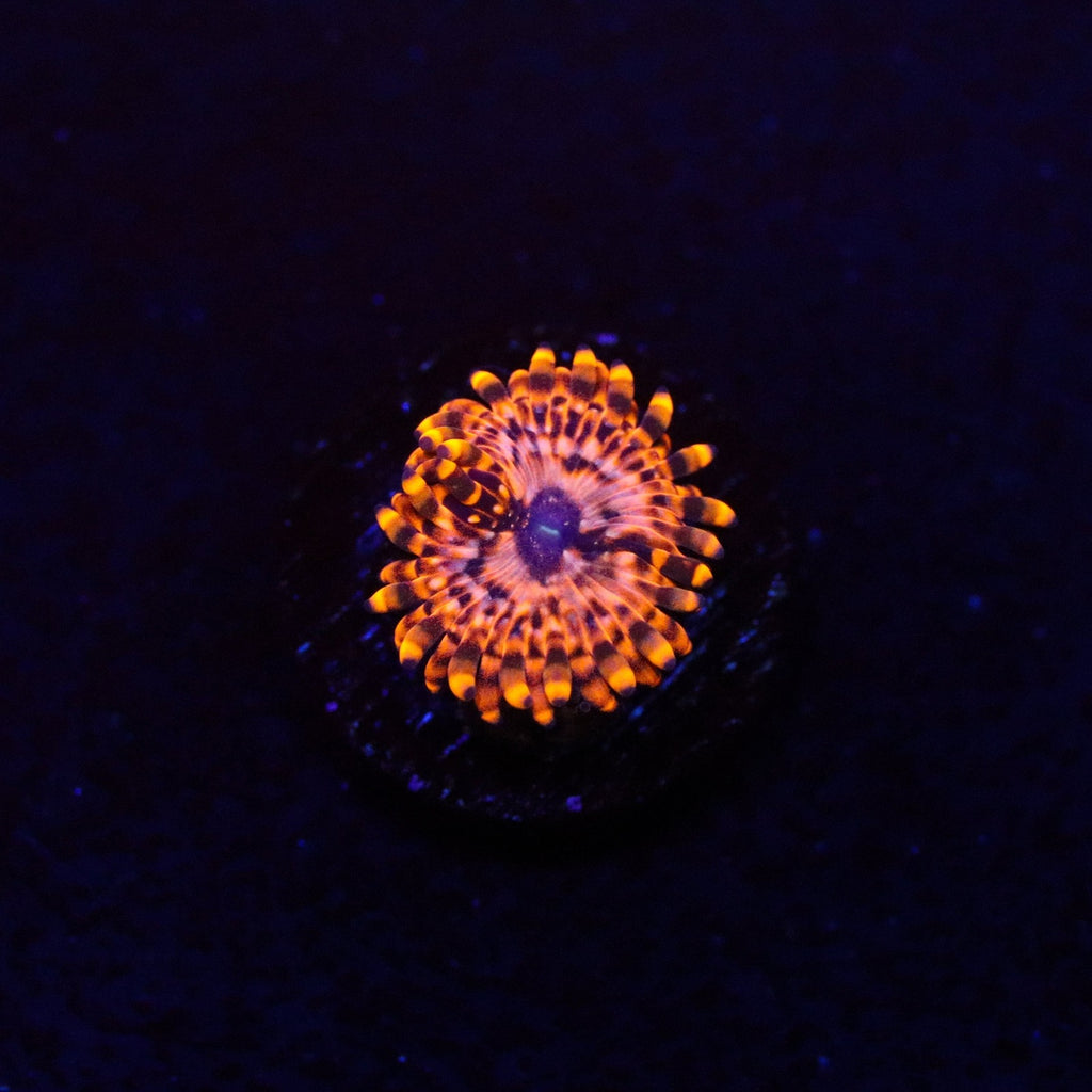 Utter Chaos Zoanthid