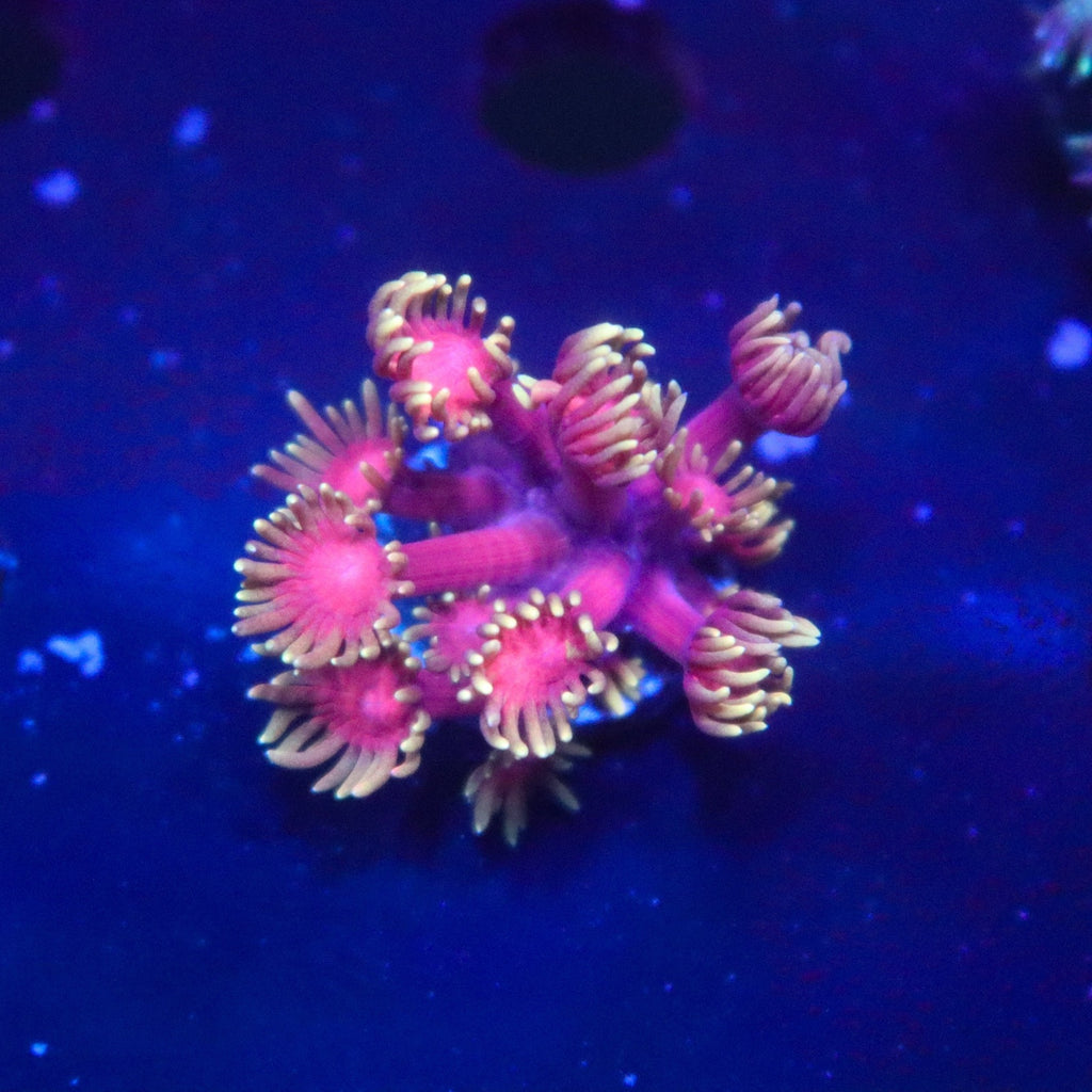 Big R Date Night Gonipora